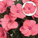 Afbeelding van Impatiens New Guinea P12 Pink